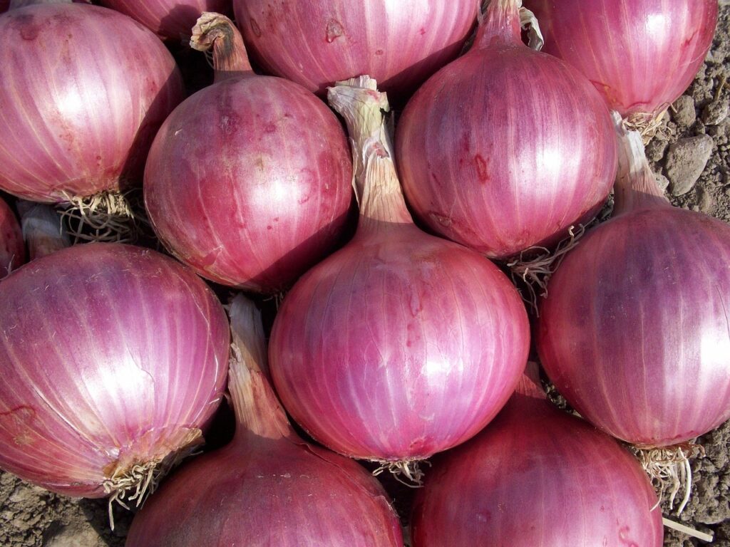 onion, vegetables, power, nature, red onion, onion, onion, onion, onion, onion, red onion