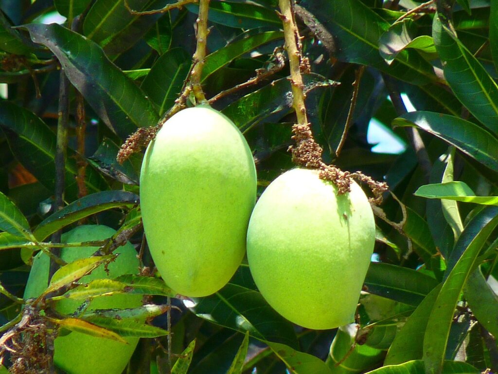 mango, green mango, nature, fruit, tree, juicy, yummy, food, exotic