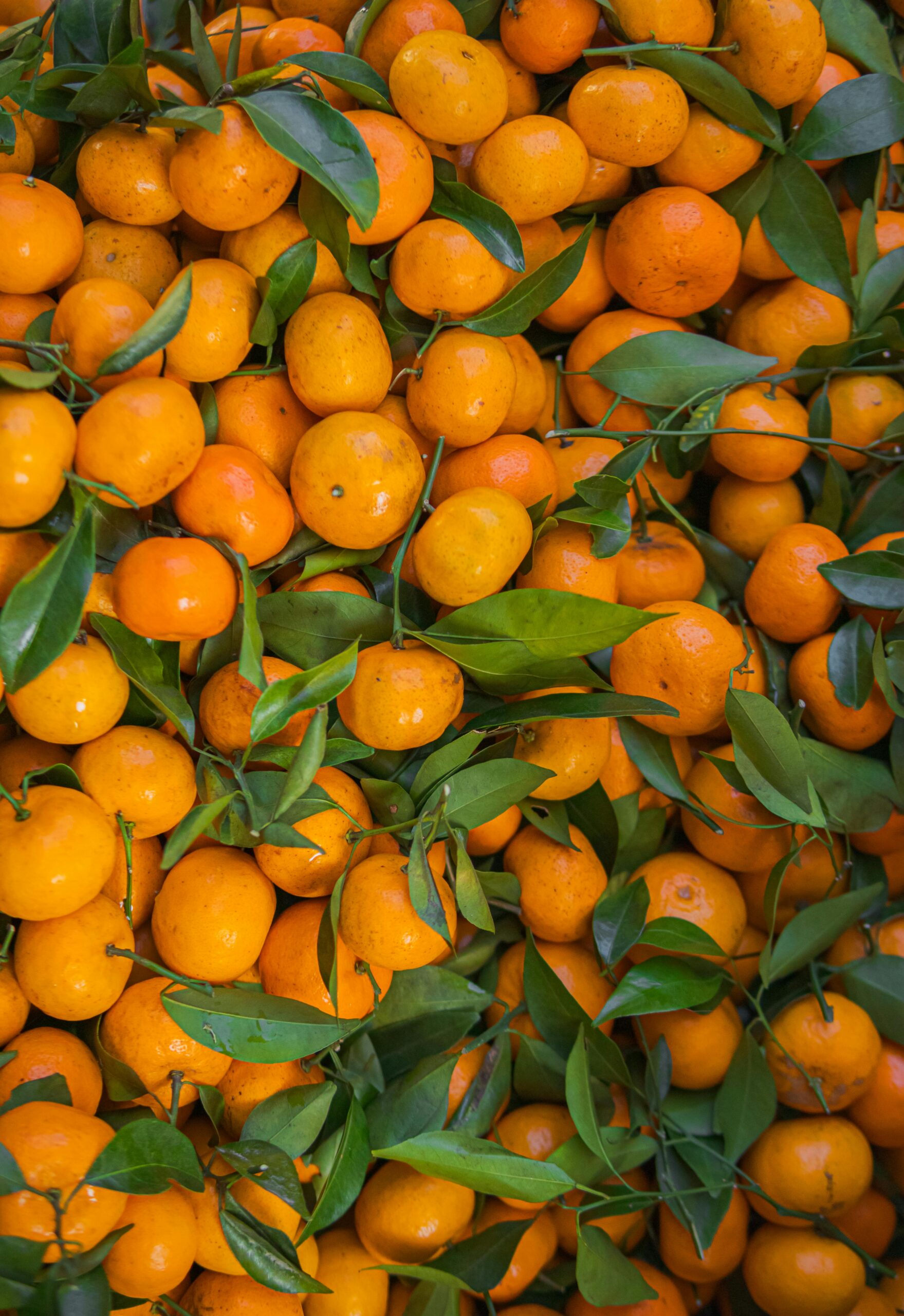A vivid vertical shot of fresh oranges clustered with green leaves, ideal for wallpaper.