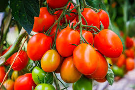 tomato plants